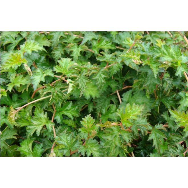 Stefanandra karpytalapė (Stephanandra incisa) 'Crispa'