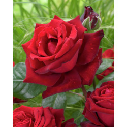 Rožė (Rosa) 'Ingrid Bergman'