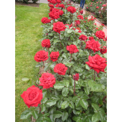 Rožė (Rosa) 'Ingrid Bergman'