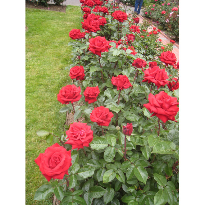 Rožė (Rosa) 'Ingrid Bergman'