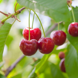 Vyšnia (Prunus) 'Molodiožnaja'