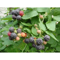 Avietė (Rubus) 'Black Jewel' labai didelės juodos uogos derlinga