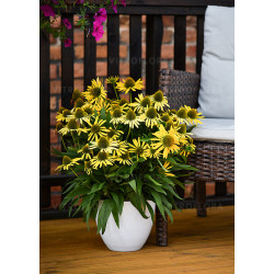 Ežiuolė (Echinacea) 'Fountain Yellow'