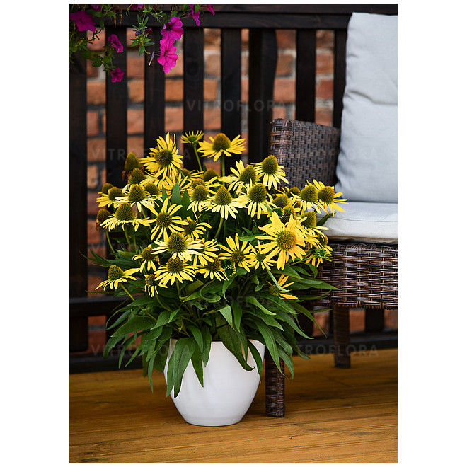 Ežiuolė (Echinacea) 'Fountain Yellow'