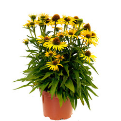 Ežiuolė (Echinacea) 'Fountain Yellow'