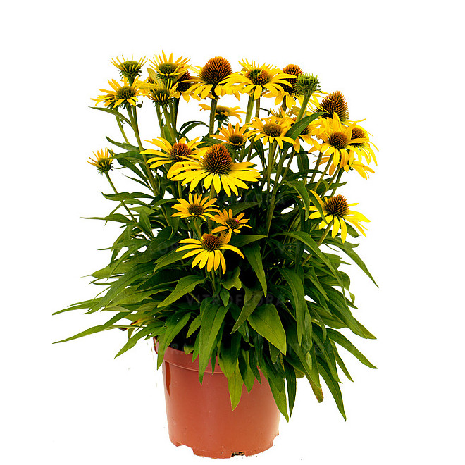 Ežiuolė (Echinacea) 'Fountain Yellow'
