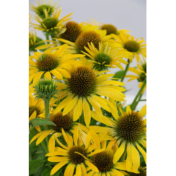 Ežiuolė (Echinacea) 'Fountain Yellow'