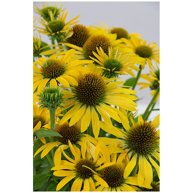 Ežiuolė (Echinacea) 'Fountain Yellow'