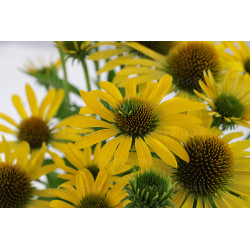 Ežiuolė (Echinacea) 'Fountain Yellow'