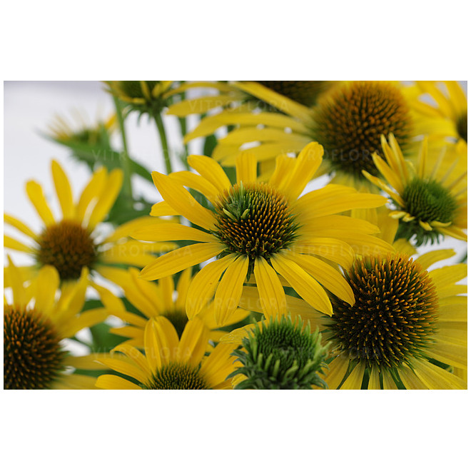 Ežiuolė (Echinacea) 'Fountain Yellow'