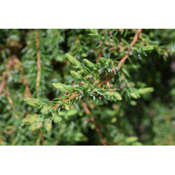 Kadagys paprastasis (Juniperus communis) 'Greenmantle' auga lėtai tamsiai žali spygliai