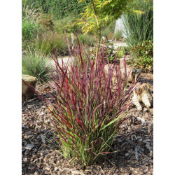 Sora rykštėtoji  (Panicum virgatum) 'Sangria' raudoni lapų galiukai