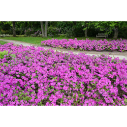 Azalija japoninė (Rhododendron) 'Konigsten' visžalis žemaūgis saulėta vieta