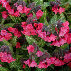 Plautė (Pulmonaria x hybrida) 'Shrimps on the Barbie'daugiametė gelė dekoratyvus lapai.