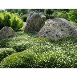 Žemenė siūlinė (Sagina subulata) 'Green Moss'
