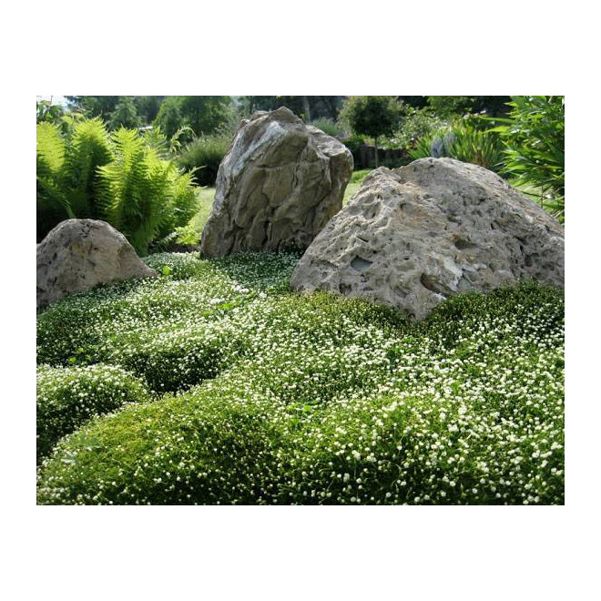 Žemenė siūlinė (Sagina subulata) 'Green Moss'