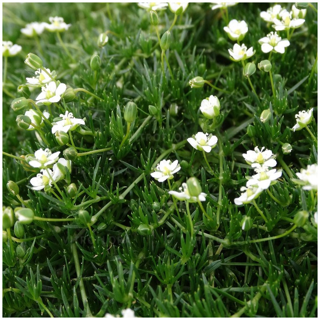 Žemenė siūlinė (Sagina subulata) 'Green Moss'