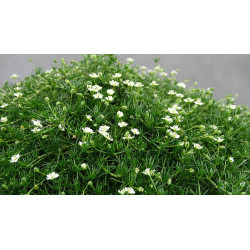 Žemenė siūlinė (Sagina subulata) 'Green Moss'