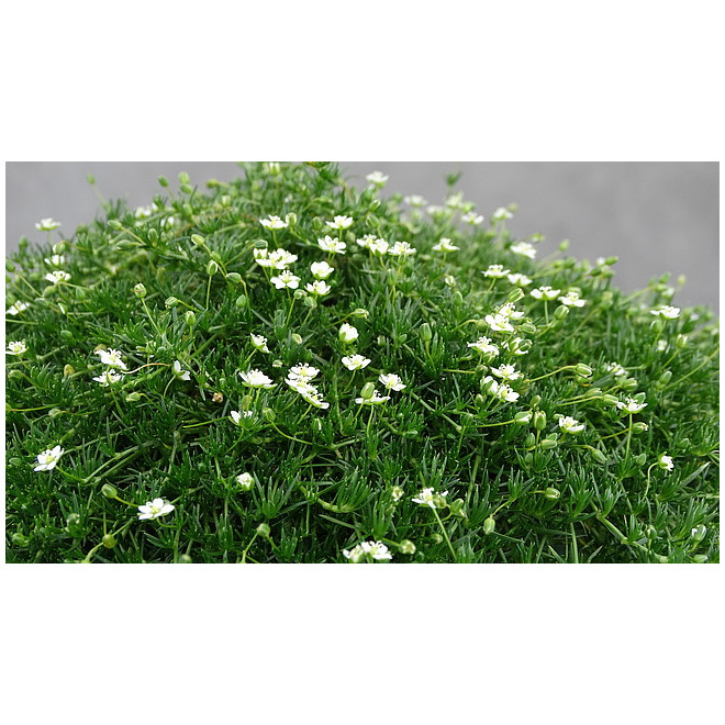 Žemenė siūlinė (Sagina subulata) 'Green Moss'
