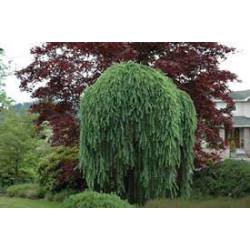 Maumedis europinis (Larix decidua) 'Pendula'