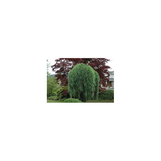 Maumedis europinis (Larix decidua) 'Pendula'