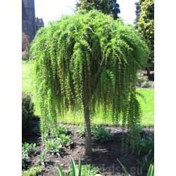 Maumedis europinis (Larix decidua) 'Pendula'