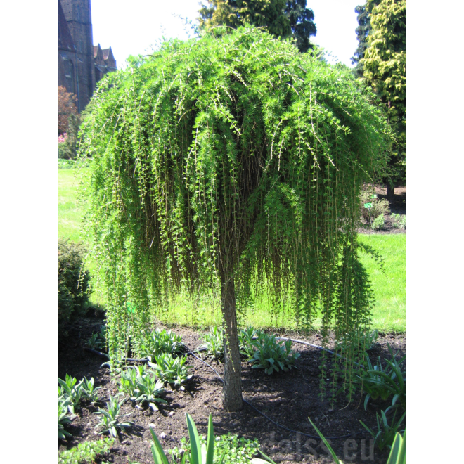 Maumedis europinis (Larix decidua) 'Pendula'