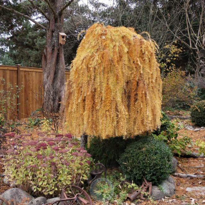 Maumedis europinis (Larix decidua) 'Pendula'