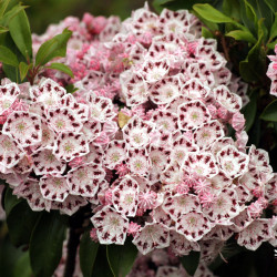 Grėsvis plačialapis (Kalmia latifolia) 'Ginkona'