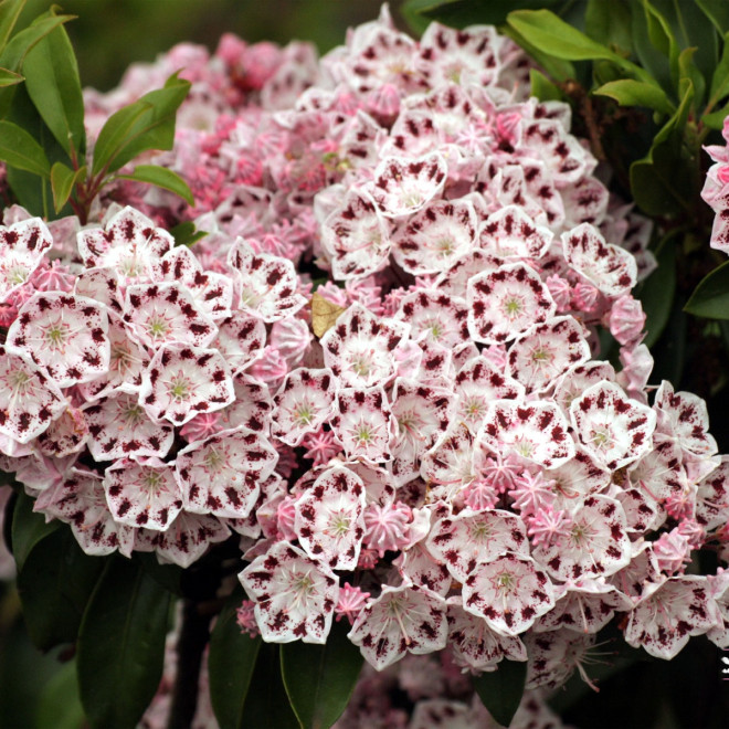 Grėsvis plačialapis (Kalmia latifolia) 'Ginkona'