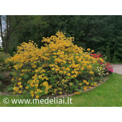 Azalija (Rhododendron) geltona (sėjinukai) žiedai geltoni rūgšti durpė saulėta vieta