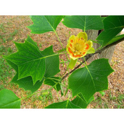 Tulpmedis gelsvažiedis (Liriodendron tulipifera)