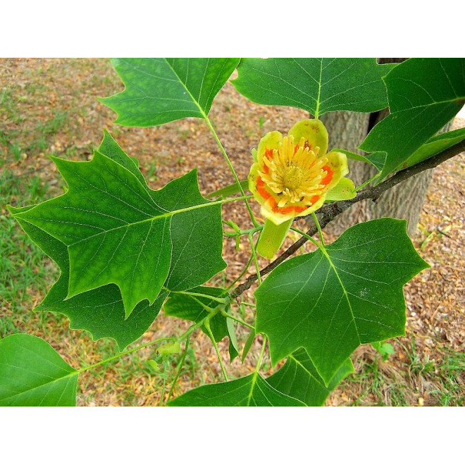 Tulpmedis gelsvažiedis (Liriodendron tulipifera)