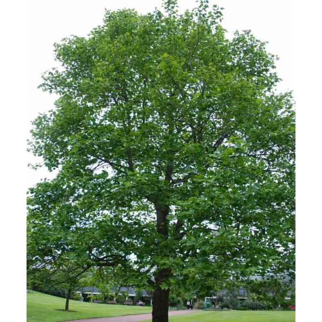 Tulpmedis gelsvažiedis (Liriodendron tulipifera)