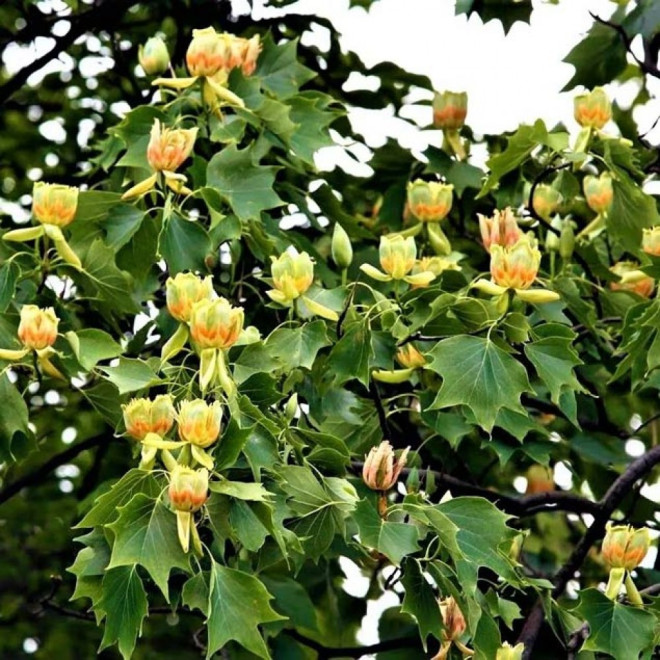 Tulpmedis gelsvažiedis (Liriodendron tulipifera)