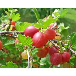 Agrastas (Ribes) 'Hinnonmaki Rot'