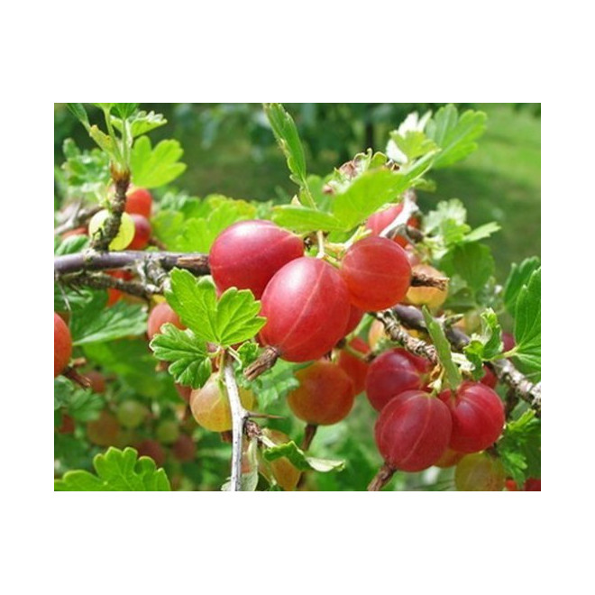 Agrastas (Ribes) 'Hinnonmaki Rot'