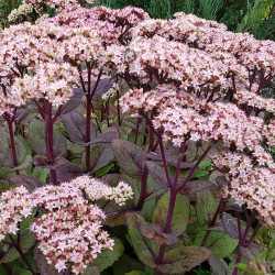 Šilokas (Sedum) 'Matrona'