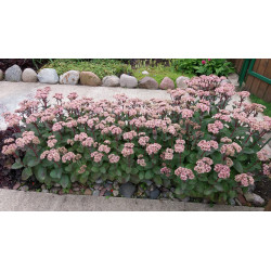 Šilokas (Sedum) 'Matrona'