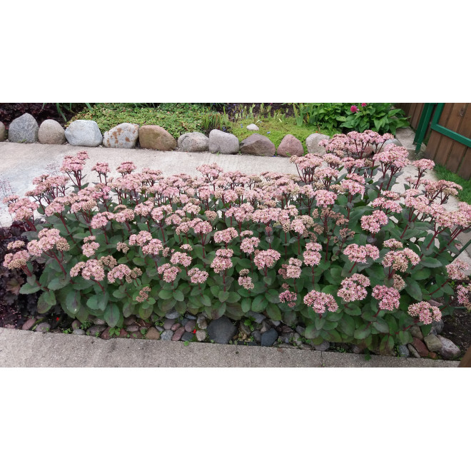 Šilokas (Sedum) 'Matrona'