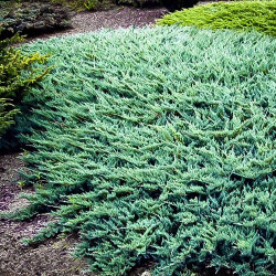 Kadagys horizontalusis (Juniperus horizontalis) 'Wiltonii' greitai auga driekiasi pažeme atsparus sausrai