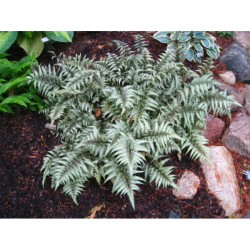 Papartis (Athyrum niponicum) 'Metalicum'
