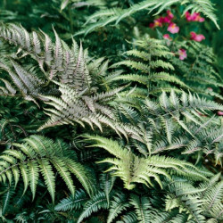 Papartis (Athyrum niponicum) 'Metalicum'