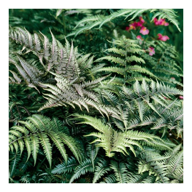 Papartis (Athyrum niponicum) 'Metalicum'