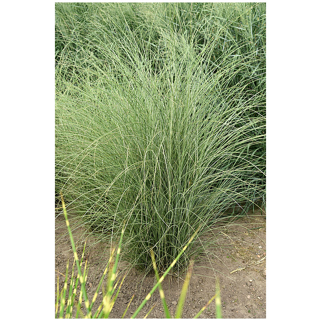Miskantas kininis (Miscanthus sinensis) 'Morning Light'