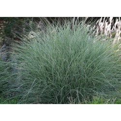 Miskantas kininis (Miscanthus sinensis) 'Morning Light'