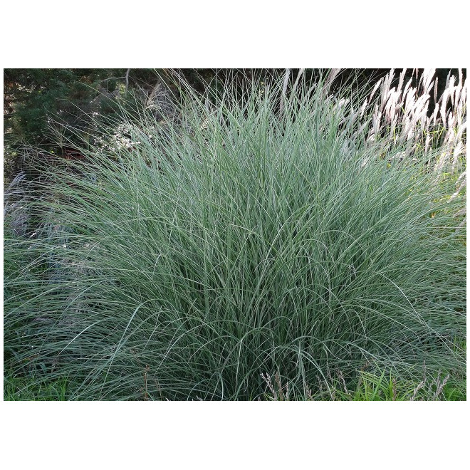 Miskantas kininis (Miscanthus sinensis) 'Morning Light'