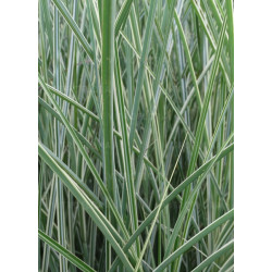 Miskantas kininis (Miscanthus sinensis) 'Morning Light'