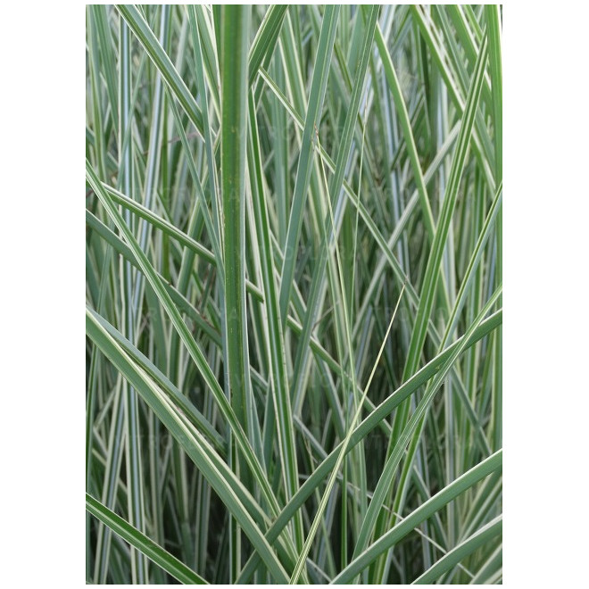Miskantas kininis (Miscanthus sinensis) 'Morning Light'