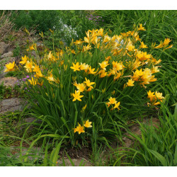 Viendienė midendorfo (Hemerocallis middendorfii)